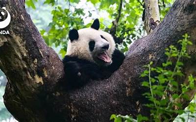 2名游客被终生禁入成都大熊猫基地：投喂竹笋、花生