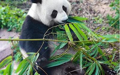 熊猫吃竹子视频（熊猫吃竹子）
