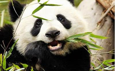 熊猫的饮食和生活特征（熊猫的生活习性）
